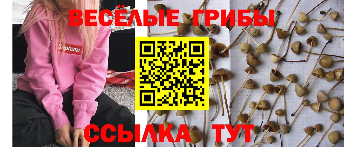 Галлюциногенные грибы Psilocybine cubensis  Вход с VPN  Лесной  Галлюциногенные грибы Cubensis 